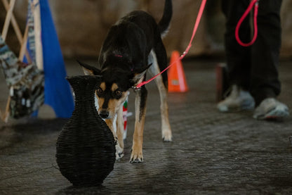 12 ft biothane leash - 1/2 inch wide - Black Hardware